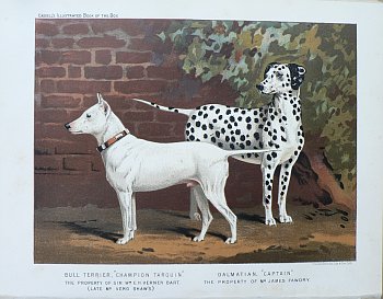 Fine Antique Prints cassells dogs dalmatian