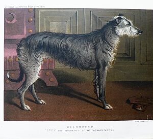 Fine Antique Prints cassells dogs deerhound