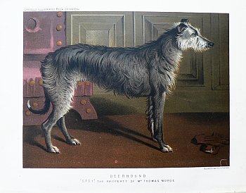 Fine Antique Prints cassells dogs deerhound