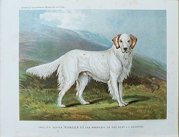 Fine Antique Prints cassells dogs english