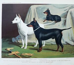 Fine Antique Prints cassells dogs english terriers