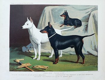 Fine Antique Prints cassells dogs english terriers