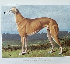 Fine Antique Prints cassells dogs greyhound lg