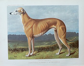 Fine Antique Prints cassells dogs greyhound lg
