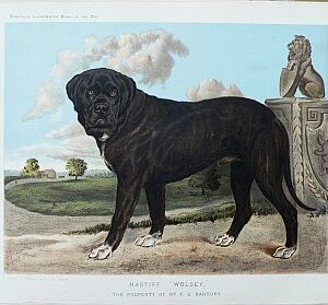 Fine Antique Prints cassells dogs mastiff