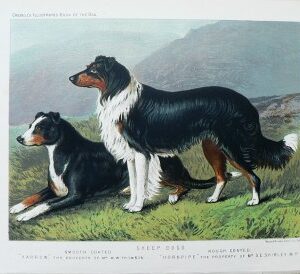 Fine Antique Prints cassells dogs sheep