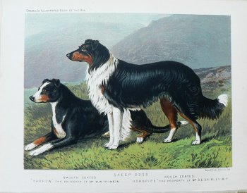 Fine Antique Prints cassells dogs sheep