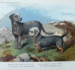 Fine Antique Prints cassells dogs terrier