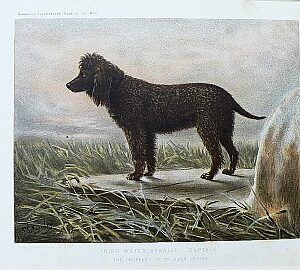 Fine Antique Prints cassells dogs water