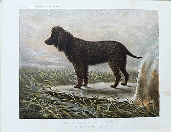 Fine Antique Prints cassells dogs water