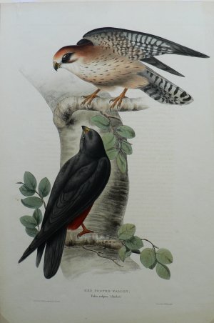 Fine Antique Prints Gould Red Footed