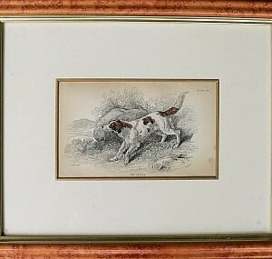 Fine Antique Prints lizars setter