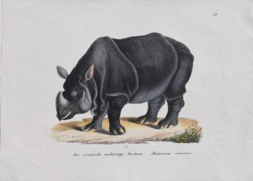 Fine Antique Prints rhino