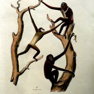 Fine Antique Prints Schinz 21