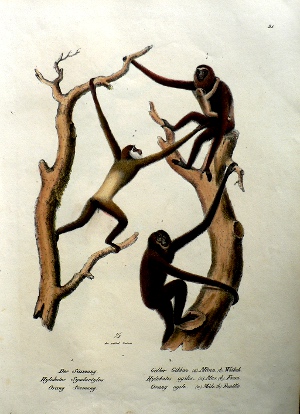 Fine Antique Prints Schinz 21