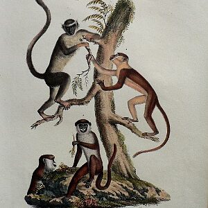 Fine Antique Prints Schinz