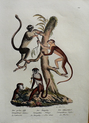 Fine Antique Prints Schinz