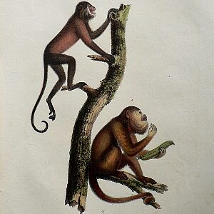 Fine Antique Prints Schinz 31