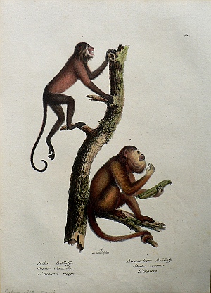 Fine Antique Prints Schinz 31