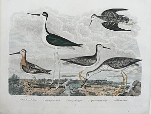 wilson snipeavocetlg