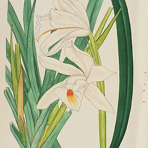 (Anonymous) Orchid. Watercolor. Circa 1940