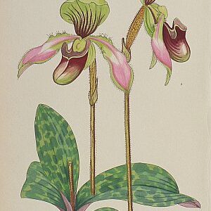 (Anonymous) Orchid. Watercolor. Circa 1940
