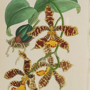 (Anonymous) Orchid. Watercolor. Circa 1940