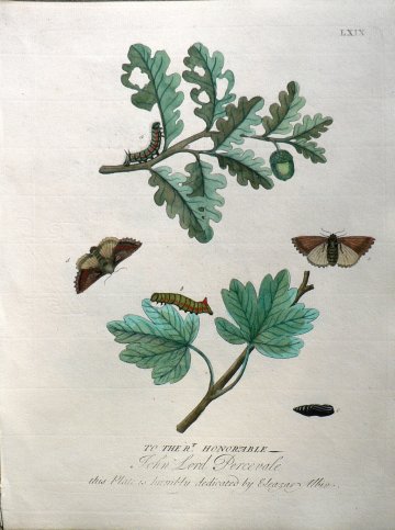 LXIX (Oak Tree, moths, caterpillar, pupa) A Natural History of Insects. London, 1724