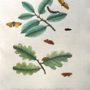 LXVIII (Oak Tree, moths, catepillar, pupa)