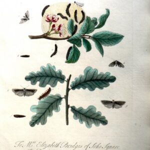 LXX (Caterpillars, moths, pupa) A Natural History of Insects. London, 1724