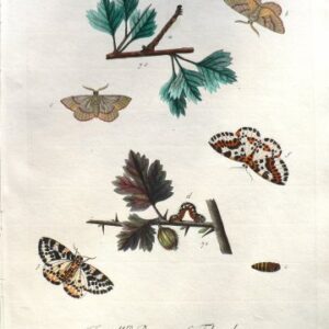 XLIII (Moths, caterpillar, pupa) The History of Insects. London, 1724