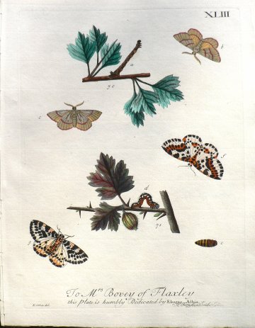 XLIII (Moths, caterpillar, pupa) The History of Insects. London, 1724