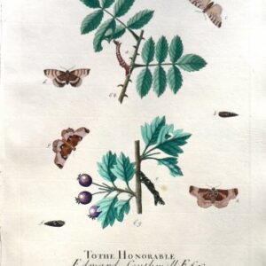 XLII (Moths, pupa) A Natural History of Insects. London, 1724