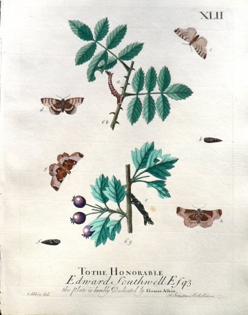 XLII (Moths, pupa) A Natural History of Insects. London, 1724
