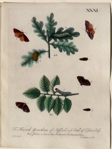 XXXI (Caterpillars, moths, pupa) A Natural History of Insects. London, 1724