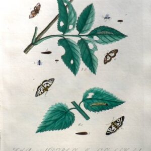 XXXVII (Leaves, moths, flies, caterpillars) A Natural History of Insects. London, 1724