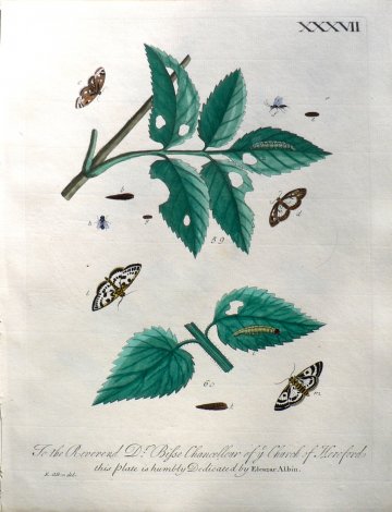 XXXVII (Leaves, moths, flies, caterpillars) A Natural History of Insects. London, 1724