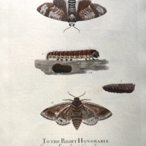 XXXXV (Moths, caterpillar, pupa) Natural History of Insects... London, 1724