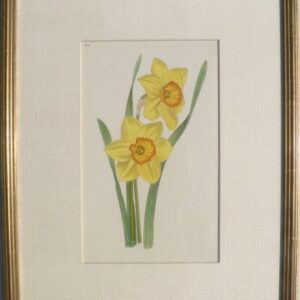 (Anonymous) Narcissus. Watercolor. Ca. 1940