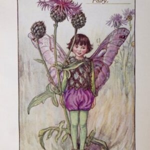 (The Greater Knapweed Fairy) Barker, Cecily Mary. Flower Fairies. London 1920