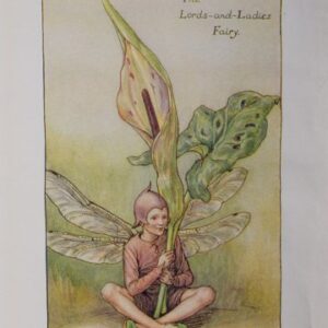 (The Lords and Ladies Fairy) Barker, Cecily Mary. Flower Fairies. London 1920