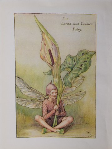 (The Lords and Ladies Fairy) Barker, Cecily Mary. Flower Fairies. London 1920