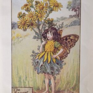 (The Ragwort Fairy) Barker, Cecily Mary. Flower Fairies. London 1920