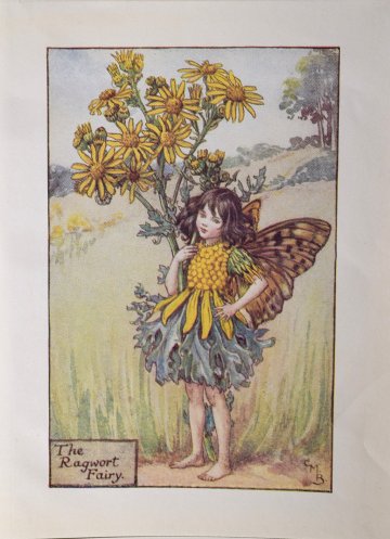 (The Ragwort Fairy) Barker, Cecily Mary. Flower Fairies. London 1920