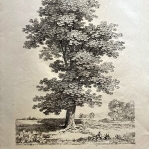 Jean Victor Bertin. (Tree study with landscape) Paris 1818-22. Framed
