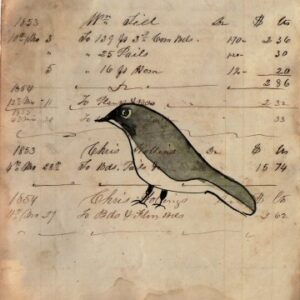 (Gray and White Songbird) Watercolor and ink on paper