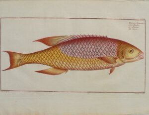 CCXXIII (Hogfish) ...der Fische... Berlin, 1785-97