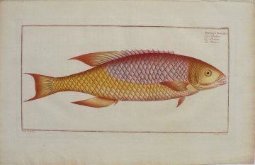 CCXXIII (Hogfish) ...der Fische... Berlin, 1785-97