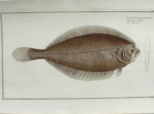 CLXXXVI (Flounder or Fuke) ...der Fische... Berlin (1785-1797)