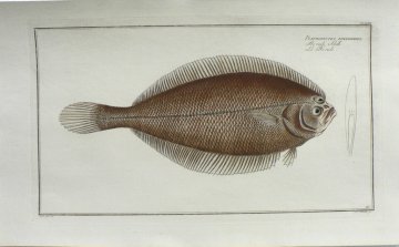 CLXXXVI (Flounder or Fuke) ...der Fische... Berlin (1785-1797)